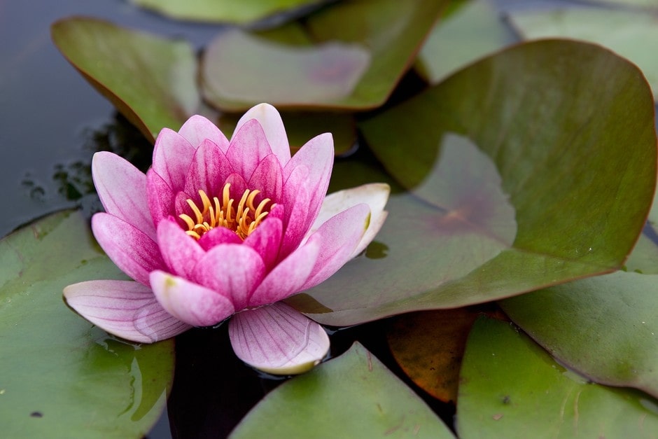 Pisces – Water Lily