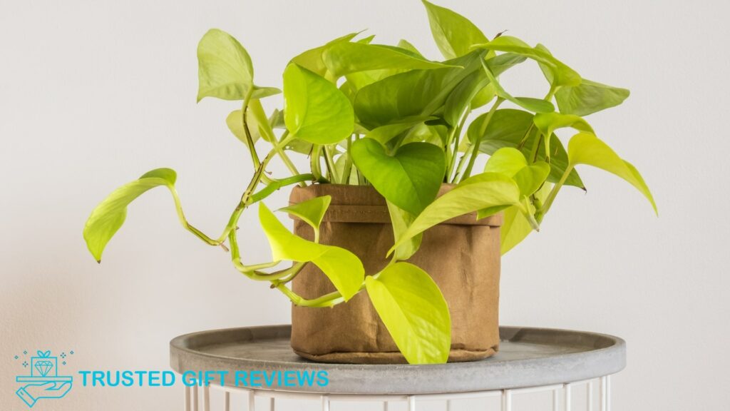 Pothos Woes 7 Causes of Yellow Leaves and How to Fix Them