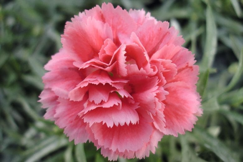 Sagittarius – Carnation