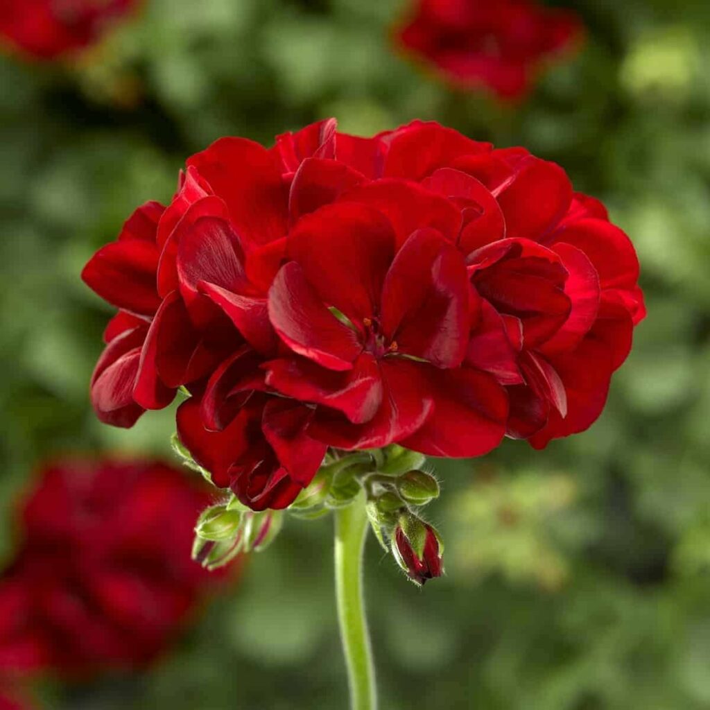 Scorpio – Geranium