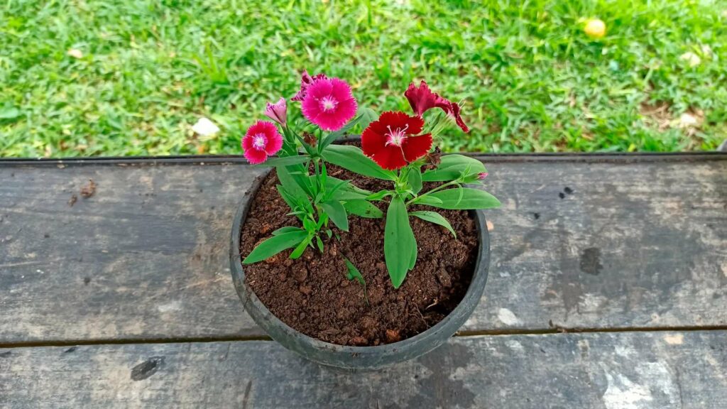Selecting the Right Soil
