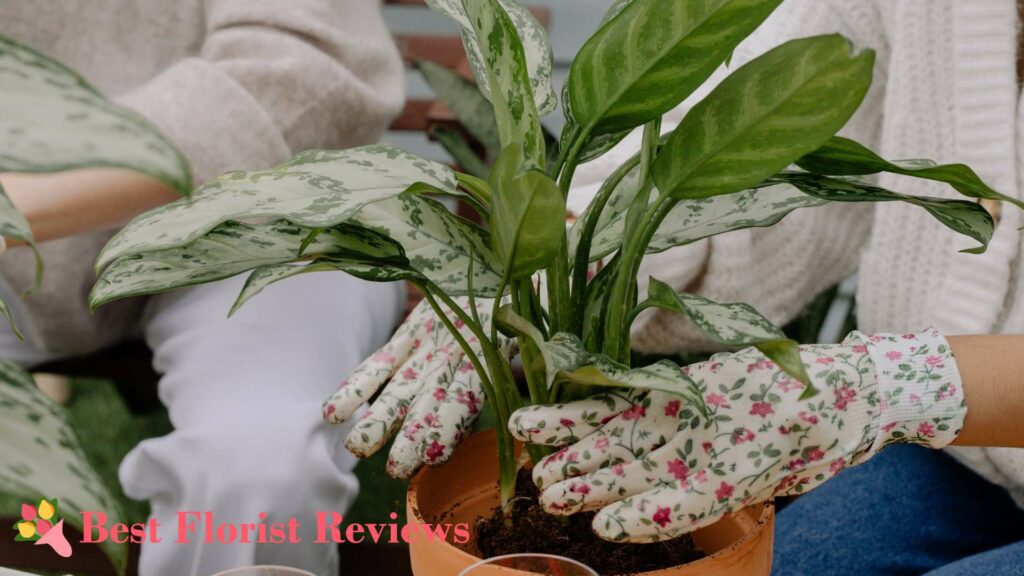 Soil Mix Recipes for Aglaonema