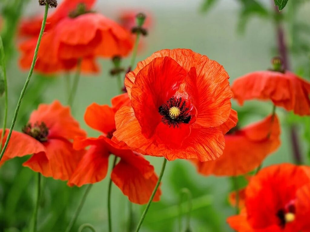 Taurus – Poppy