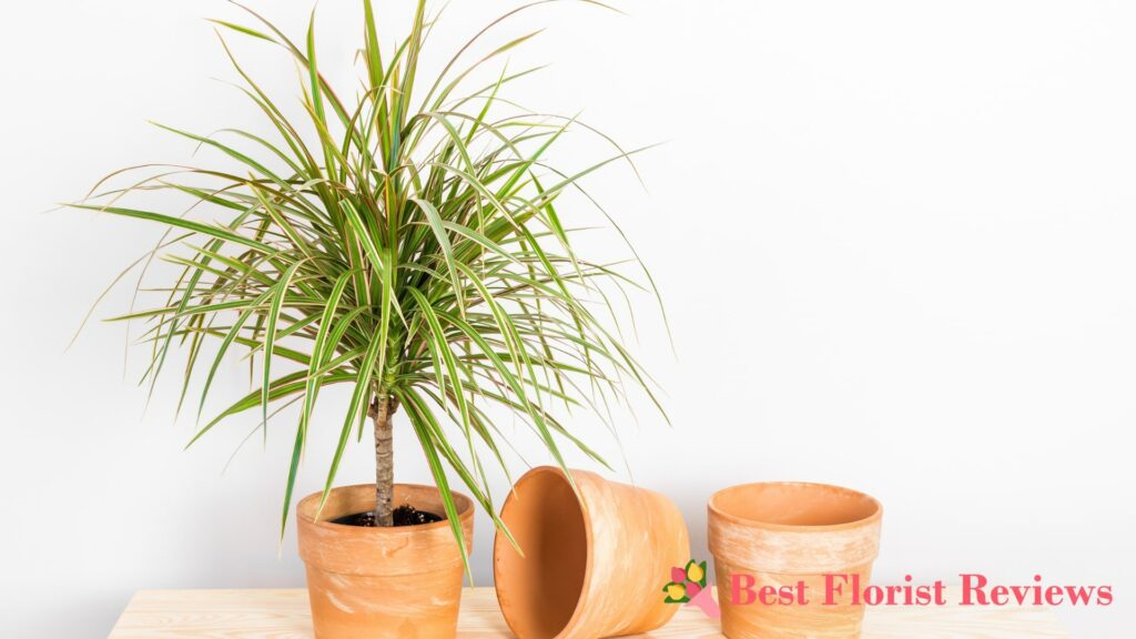 The Best Soil Mix for Dracaena Marginata A Gardener’s Guide