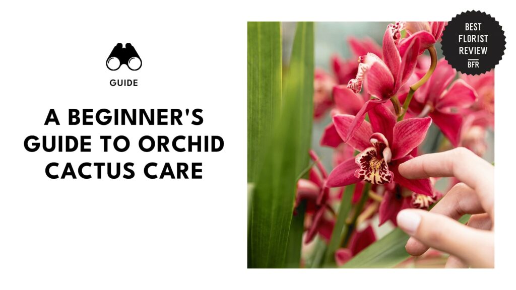 Ultimate Orchid Cactus Care Guide for the Beginner Gardener