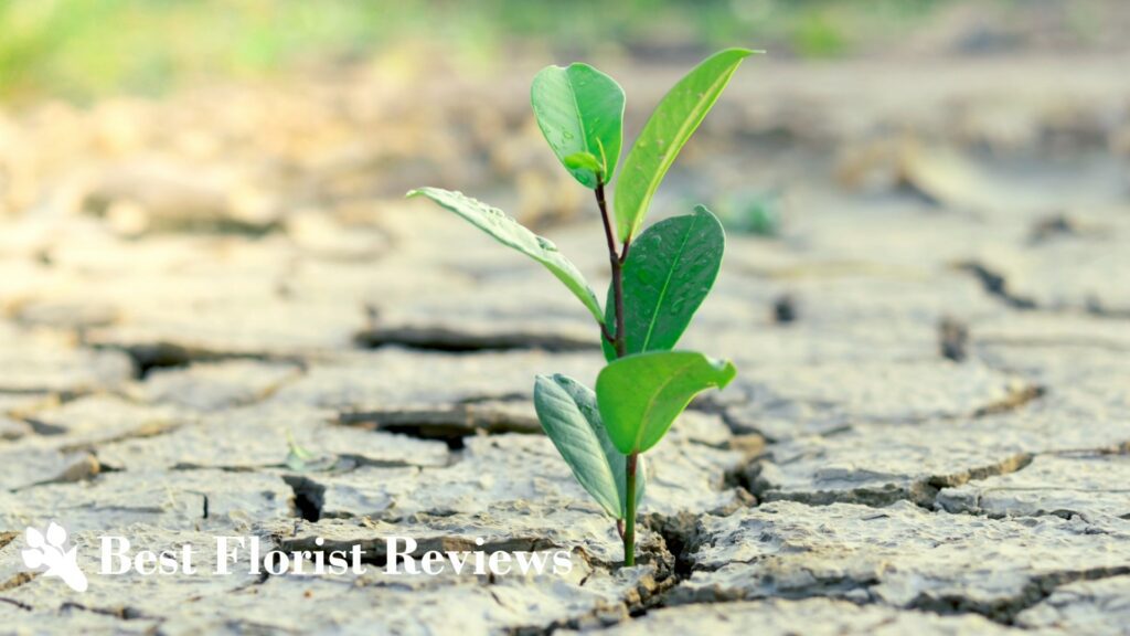 Underwatering