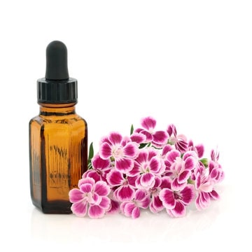 Uses of Dianthus Chinensis