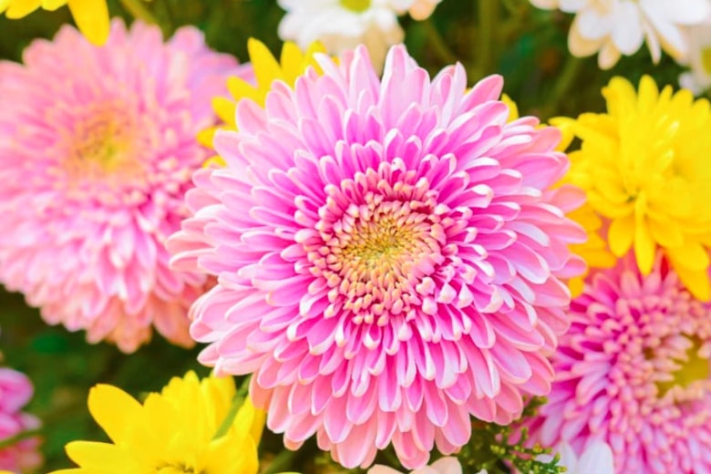 Virgo – Chrysanthemum
