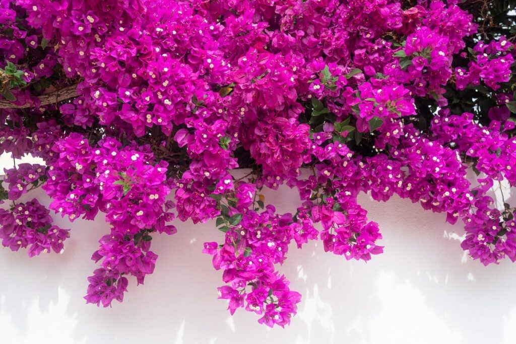 What are the botanical origins of the bougainvillea flower