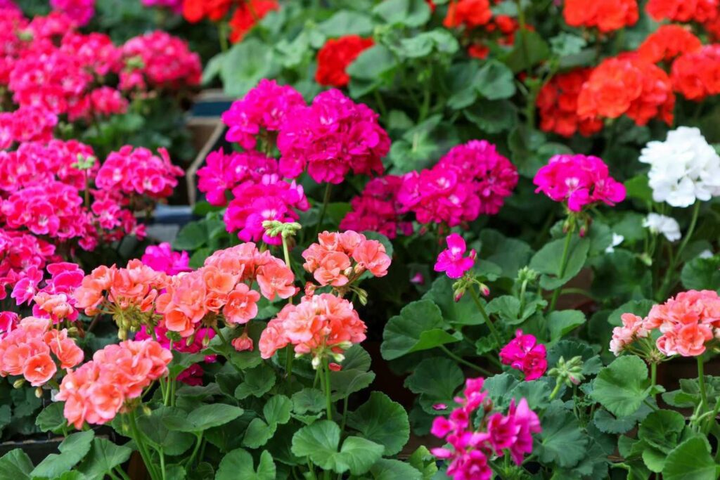 What are the botanical origins of the geranium flower
