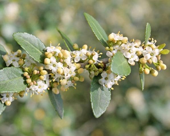 What are the botanical origins of the holly flower