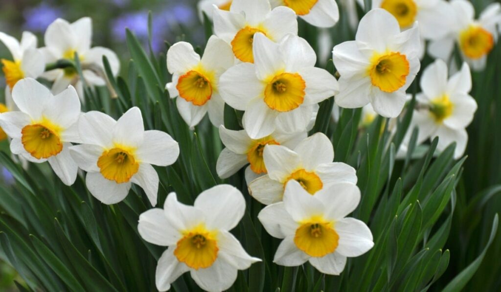 What are the botanical origins of the narcissus flower