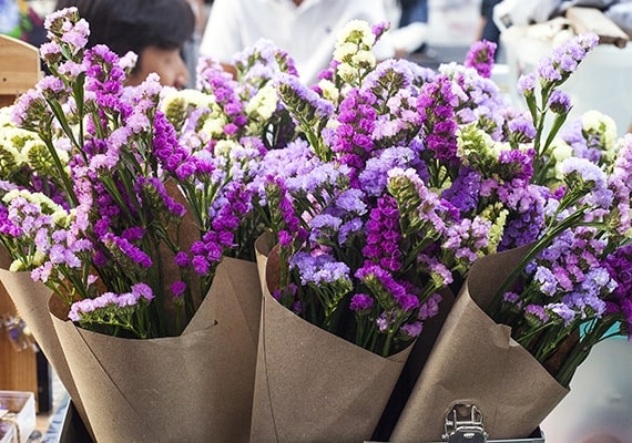 What are the botanical origins of the statice flower