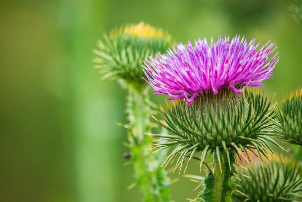 What are the botanical origins of the thistle flower