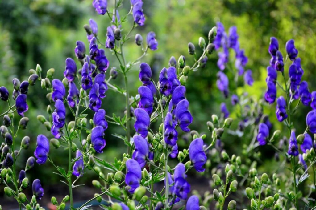What are the botanical origins of the wolf's bane flower