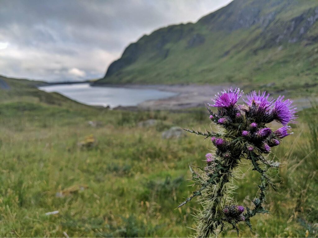 What are the cultural associations of thistle flowers