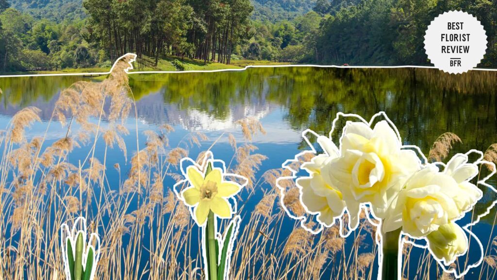 What are the mythological meanings of the jonquil flower