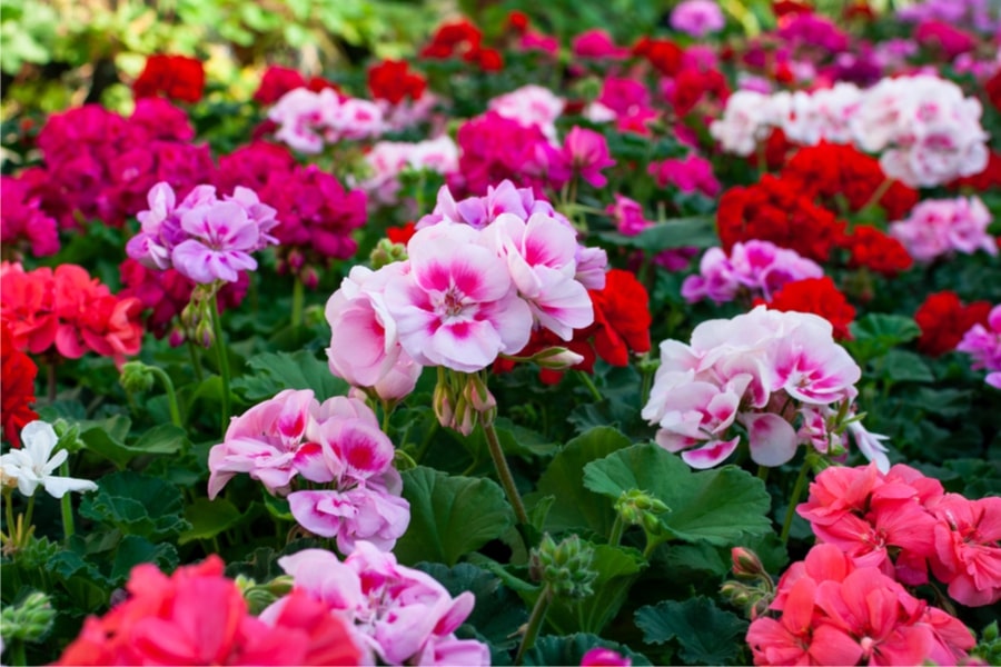 What are the uses of geranium flowers