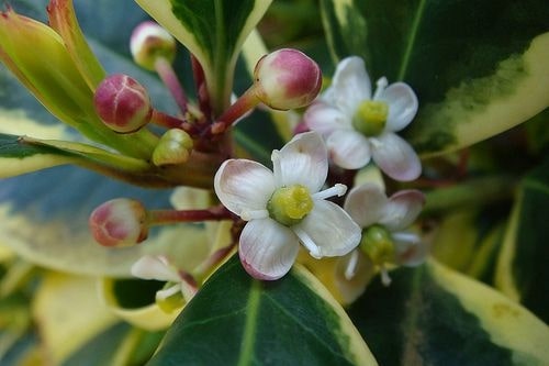 What are the uses of holly flowers