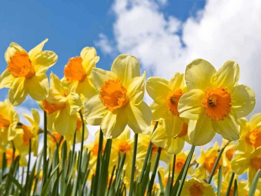 What are the uses of narcissus flowers