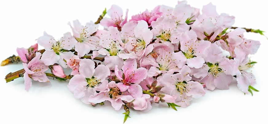 What are the uses of peach blossom flowers
