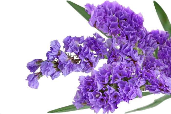 What are the uses of statice flowers