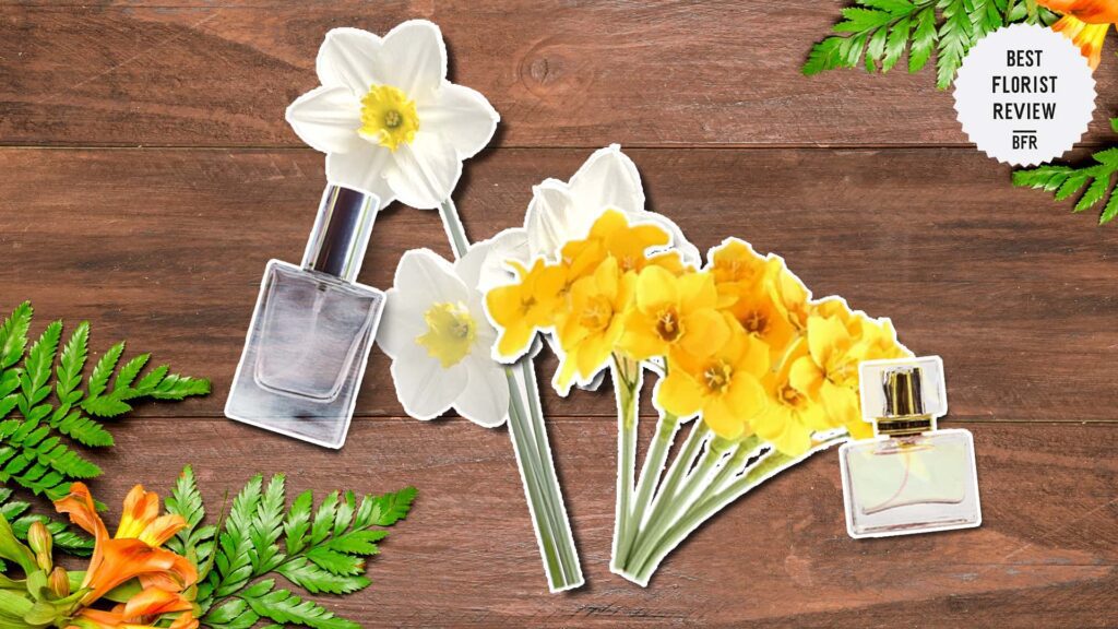 What are the uses of the jonquil flowers
