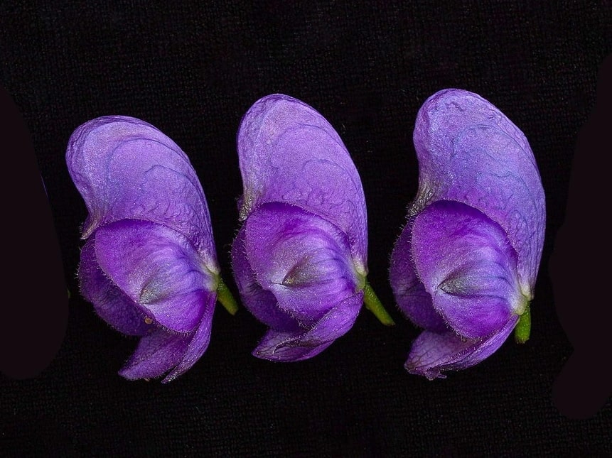 What are the uses of wolf's bane flowers