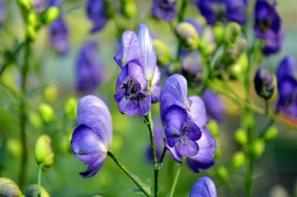 What did wolf's bane flowers symbolize in various historical periods