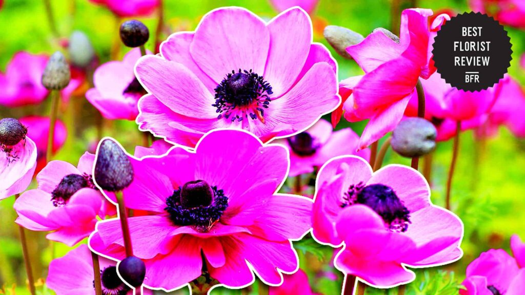What do anemone flowers mean