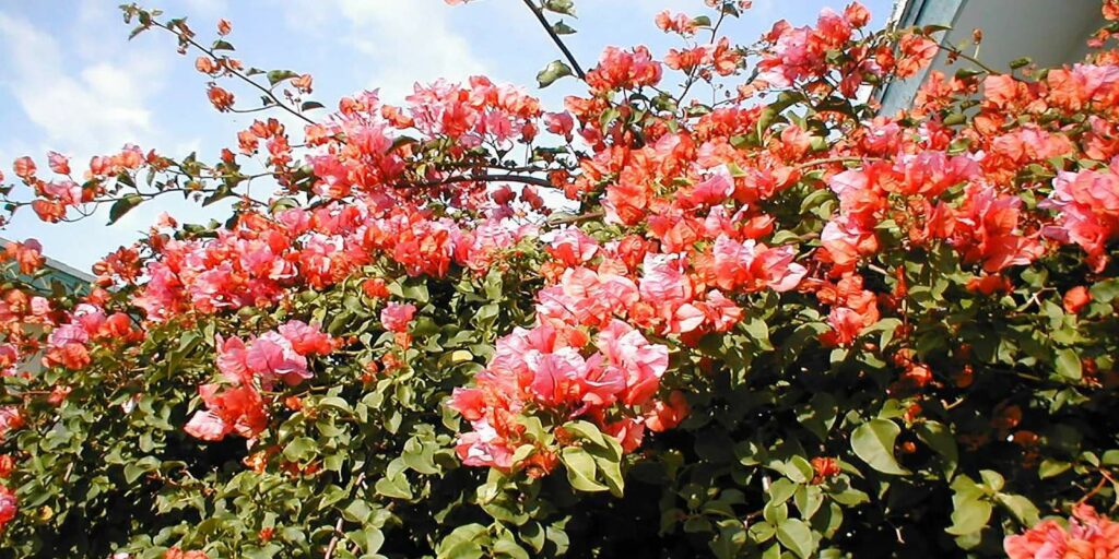 What do bougainvillea flowers mean