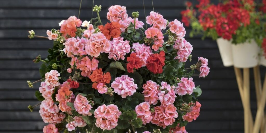 What do geranium flowers mean