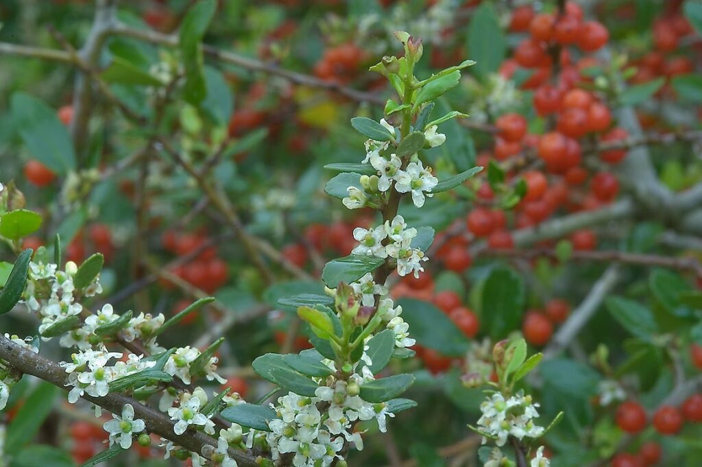 What do holly flowers mean