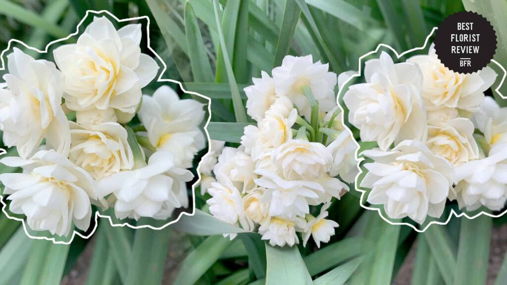 What do jonquil flowers mean
