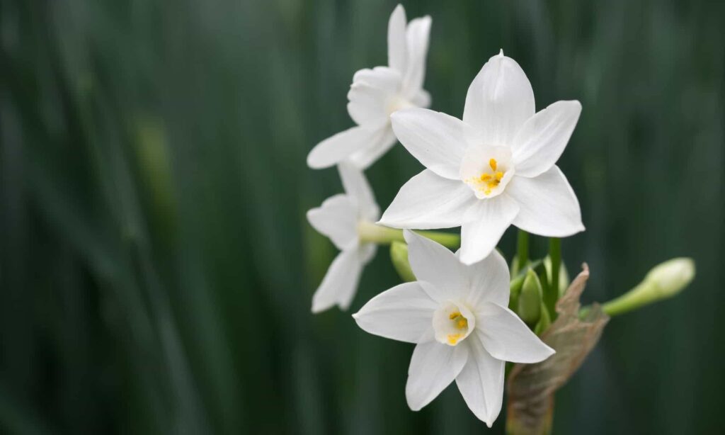 What do narcissus flowers mean
