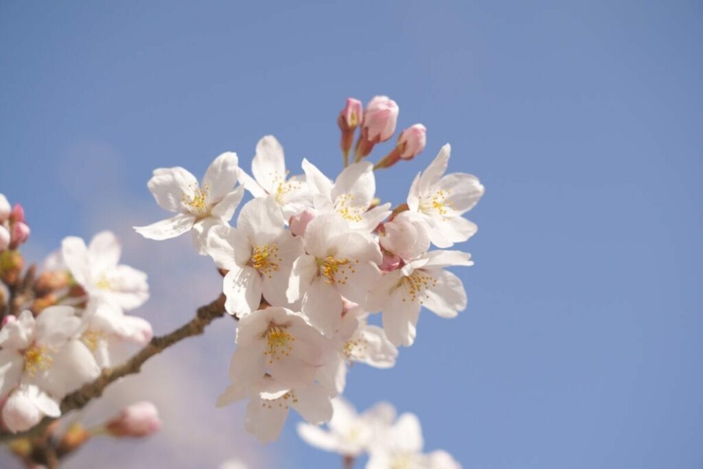 What do peach blossom flowers mean