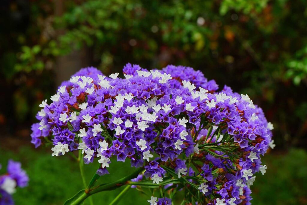 What do statice flowers mean