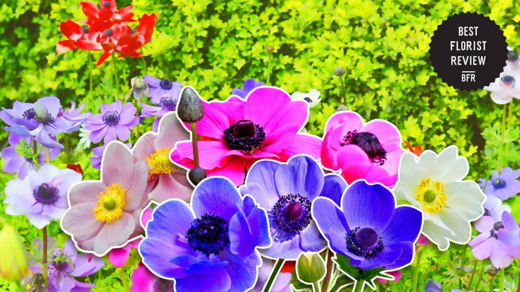What do the colors of anemone flowers mean