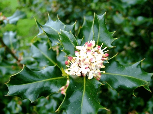 What do the colors of holly flowers mean