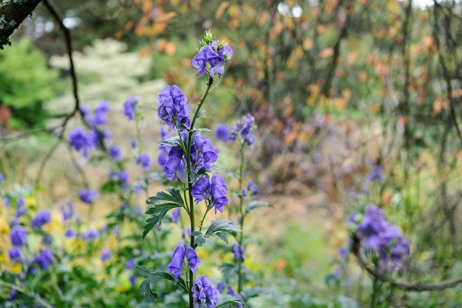 What do the colors of wolf's bane flowers mean