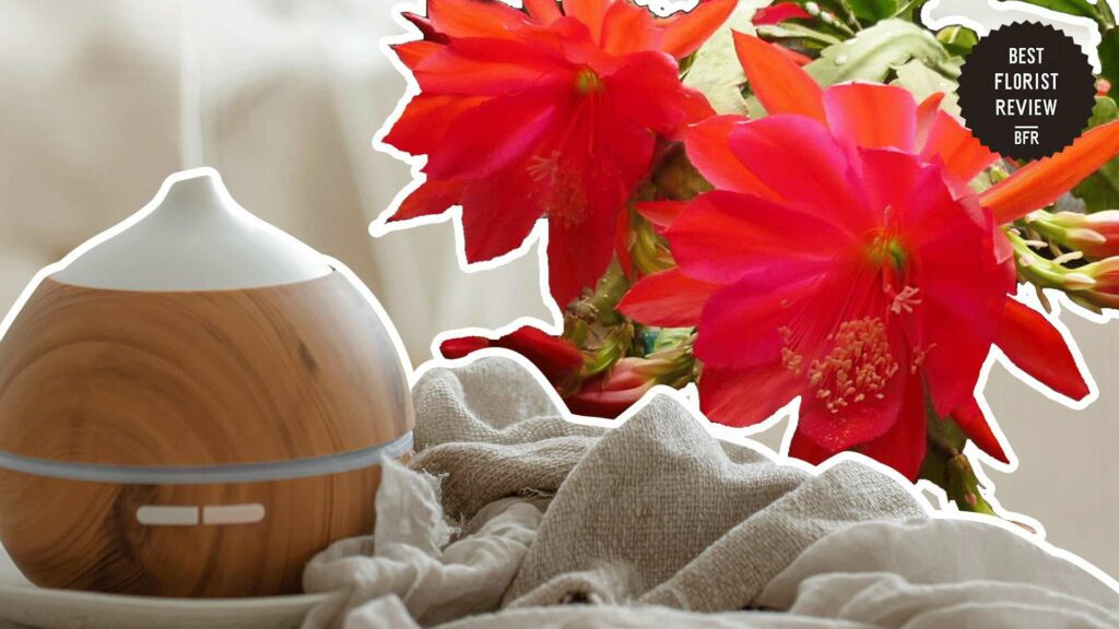 What humidity level is recommended for an orchid cactus