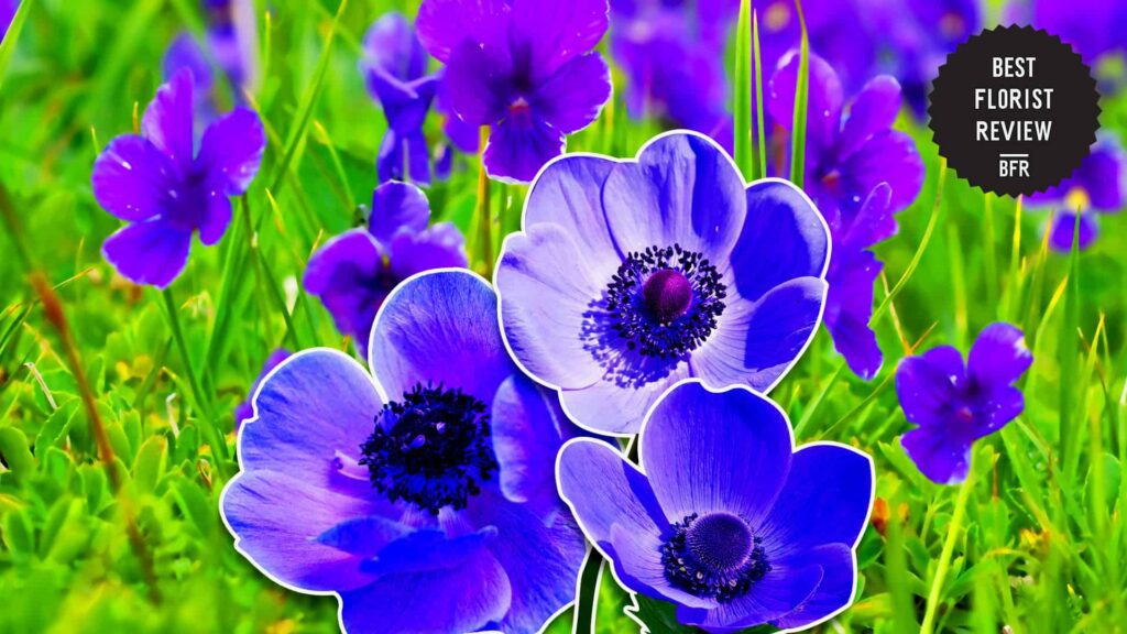 What is the botanical origin of the anemone flower