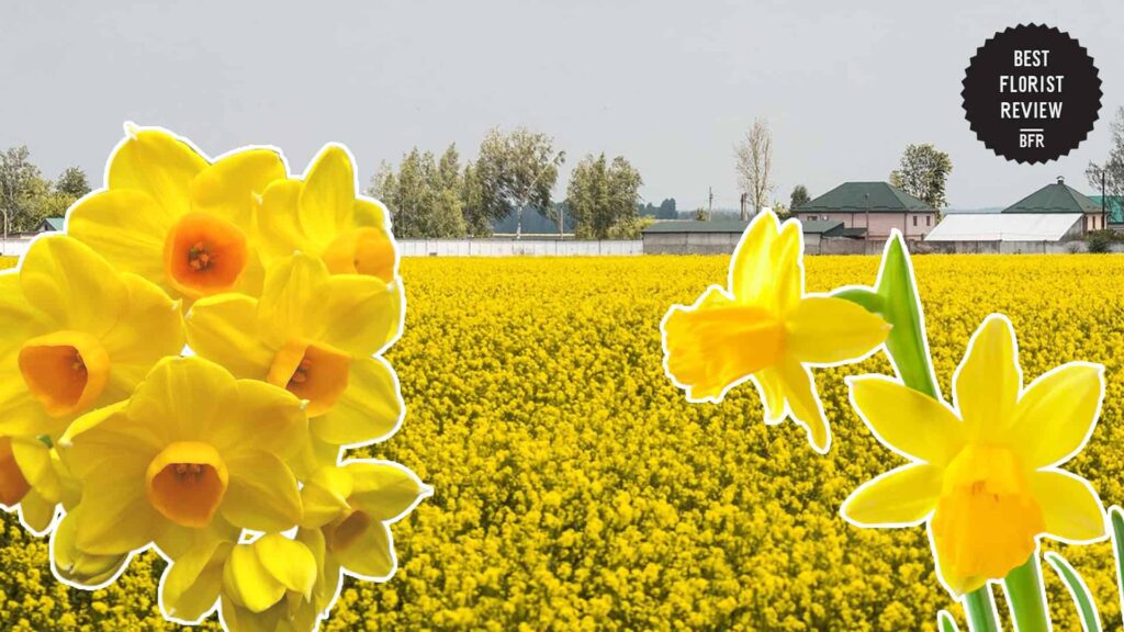 What is the botanical origin of the jonquil flower