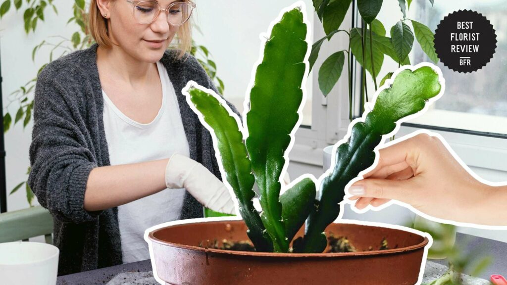 What soil is best for an orchid cactus