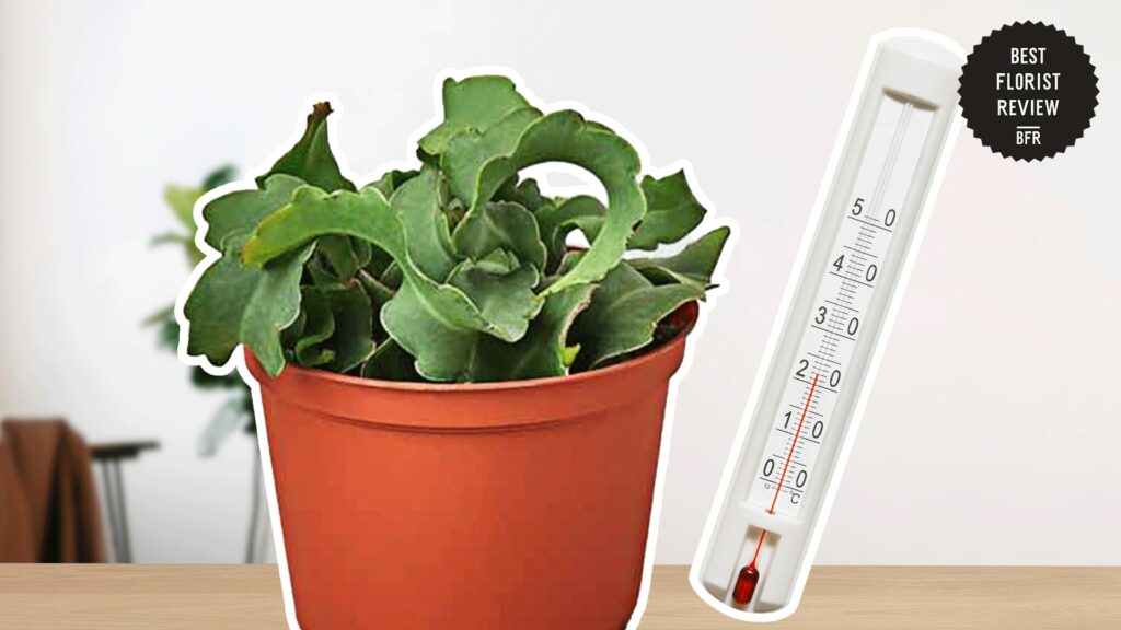 What temperature is recommended for an orchid cactus