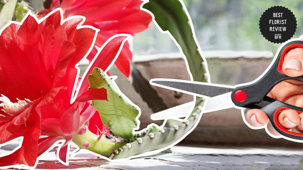 When should I prune my orchid cactus