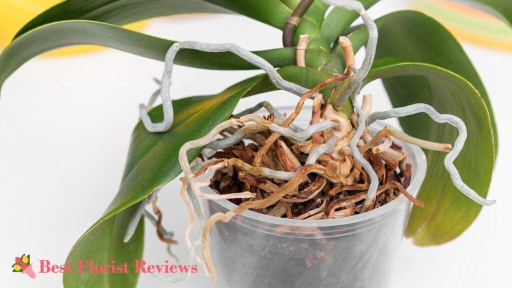 When should I repot my monkey orchid