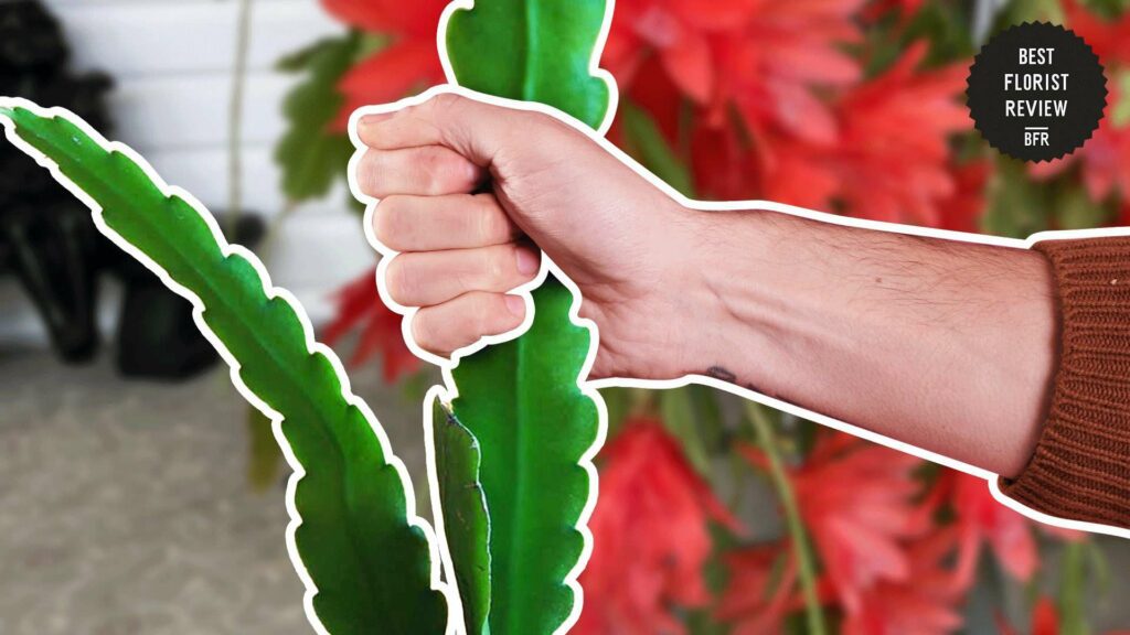 When should I repot my orchid cactus