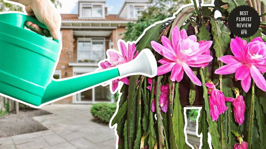 When should I water my orchid cactus