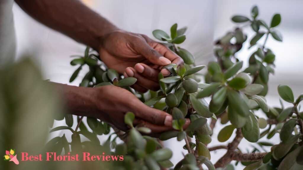 When to Propagate a Jade Plant